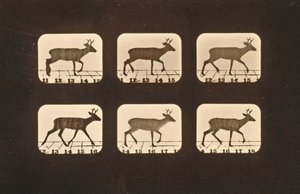 腐る鹿のイメージシーケンス、「Animal Locomotion」シリーズ、1881年 作： Eadweard Muybridge
